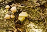 Mushroom Vermont 2016